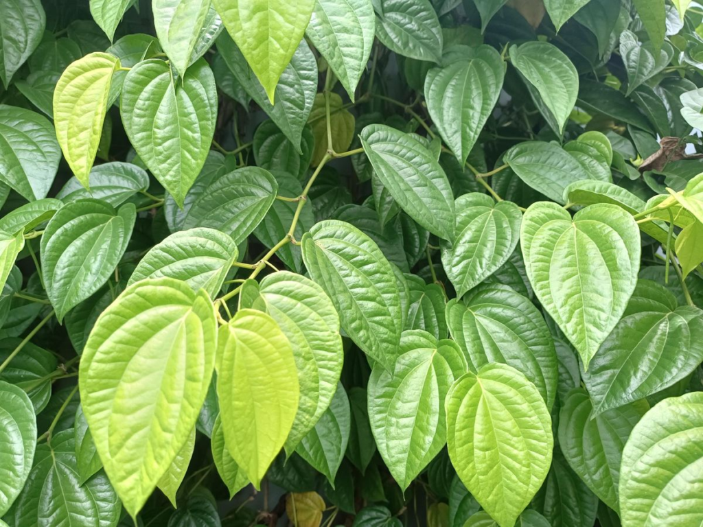 Manfaat Daun Sirih untuk Kesehatan